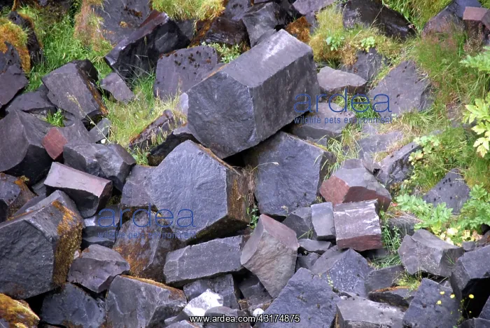 : Basalt Columns, Iceland : Basalt Columns, Iceland