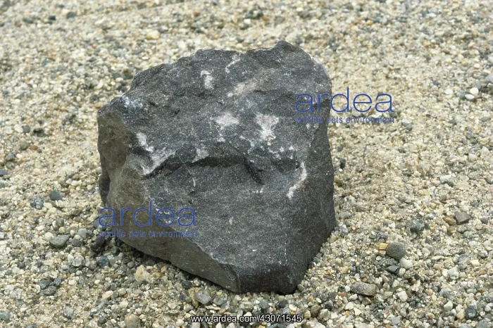 : Basalt, an igneous rock : Basalt, an igneous rock
