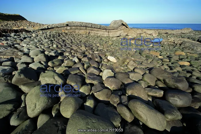 : Basalt Lava Flow - Greymare Rock and basalt boulders : Basalt Lava Flow - Greymare Rock and basalt boulders