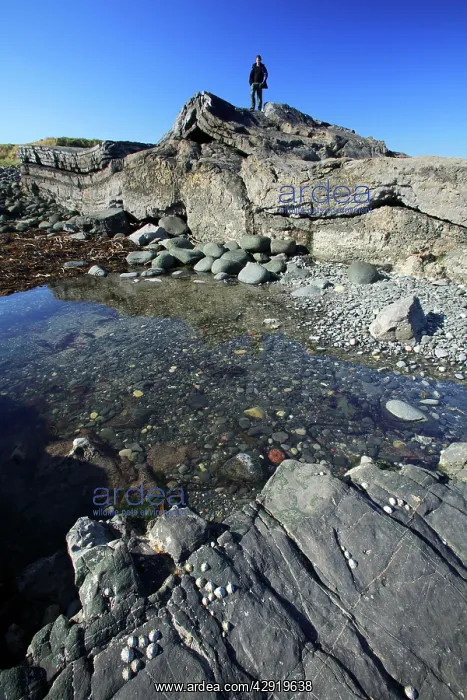  : Basalt Lava Flow - Greymare Rock on the coast beside
