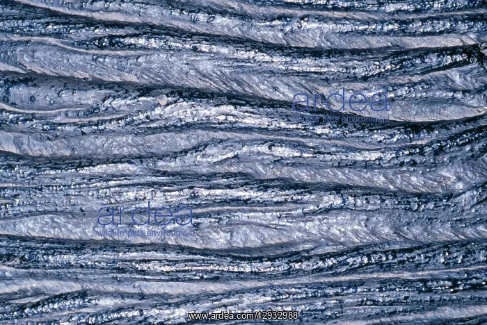 : BASALT - Pahoehoe Lava. Igneous Rock : BASALT - Pahoehoe Lava. Igneous Rock