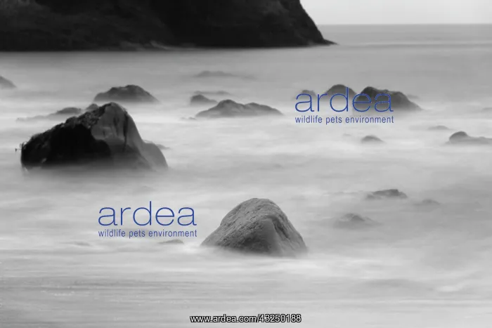 : Basalt sea stacks in the ocean, Vik, Iceland : Basalt sea stacks in the ocean, Vik, Iceland