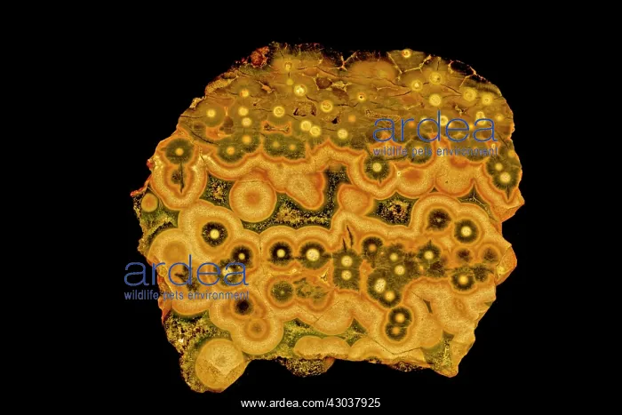  : Basalt with zeolite filled inclusions