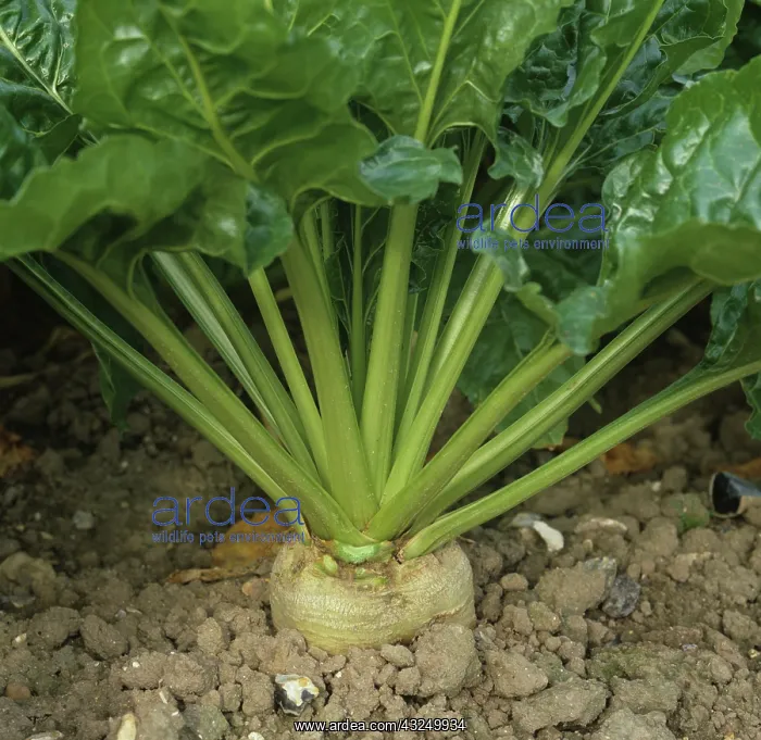 : Base of a mature Sugar Beet (Beta vulgaris) : Base of a mature Sugar Beet (Beta vulgaris)