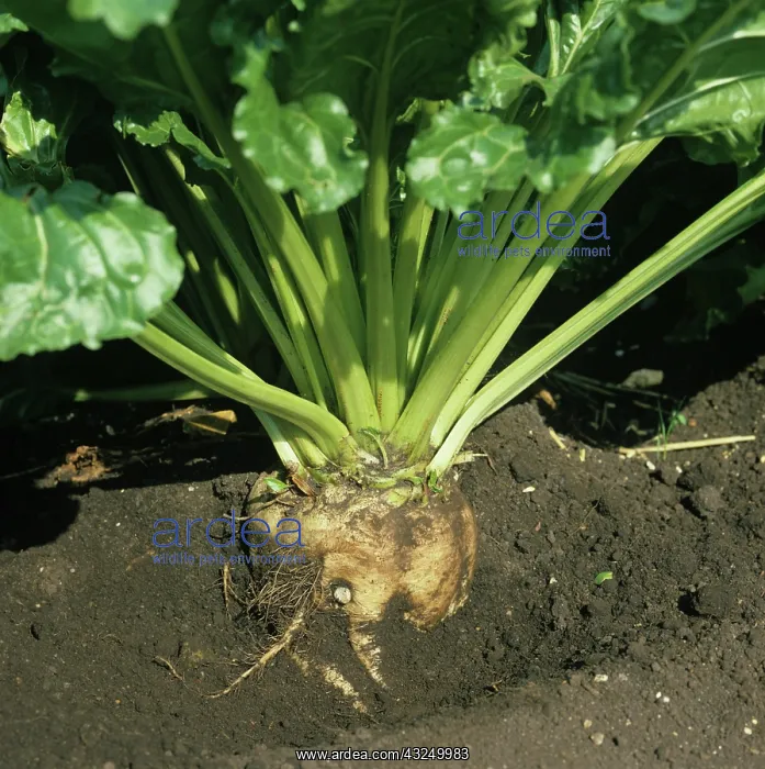 : Base of a mature Sugar Beet (Beta vulgaris) : Base of a mature Sugar Beet (Beta vulgaris)