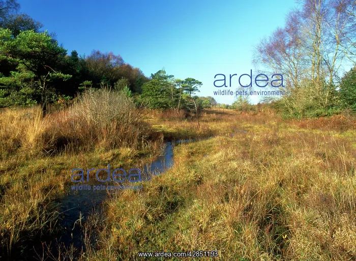 : Base-Rich Grazed FEN - with Scots Pines : Base-Rich Grazed FEN - with Scots Pines
