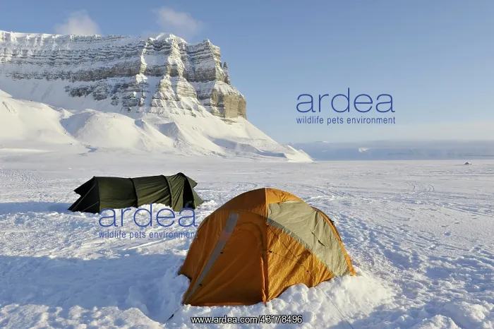 : Basecamp with tents on snowy landscape at Spitsbergen : Basecamp with tents on snowy landscape at Spitsbergen