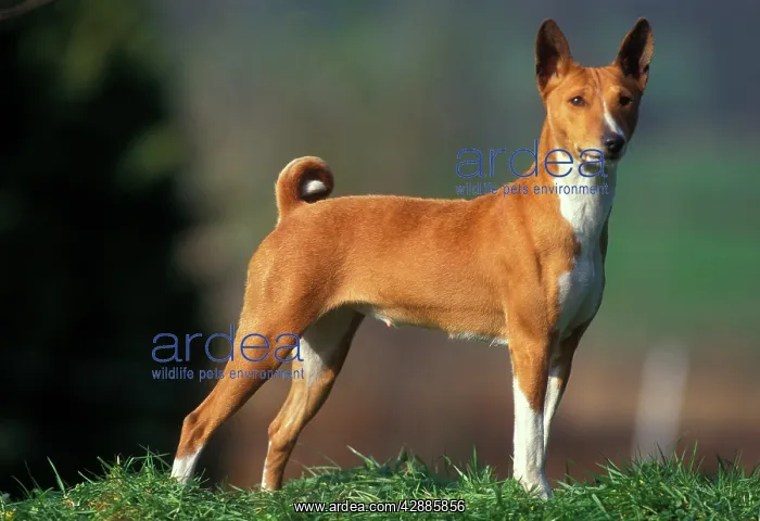  : Basenji  /  Congo DOG - standing, side view