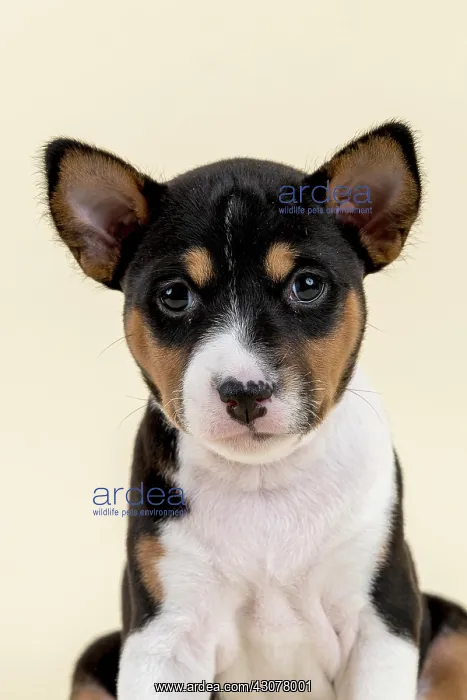 : Basenji or Congo Terrier (Canis lupus familiaris) : Basenji or Congo Terrier (Canis lupus familiaris)
