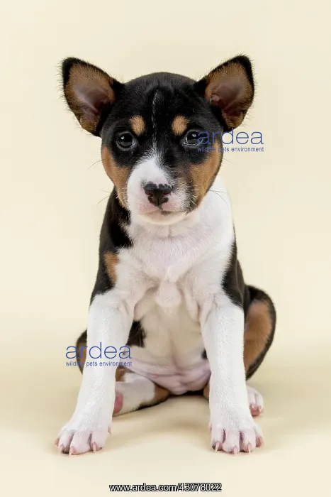  : Basenji or Congo Terrier (Canis lupus familiaris)