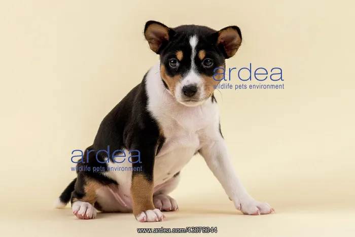 : Basenji or Congo Terrier (Canis lupus familiaris) : Basenji or Congo Terrier (Canis lupus familiaris)
