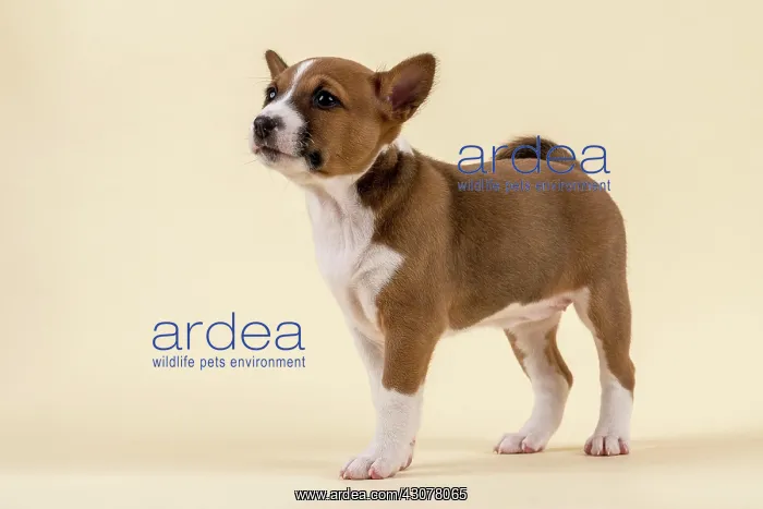 : Basenji or Congo Terrier (Canis lupus familiaris) : Basenji or Congo Terrier (Canis lupus familiaris)