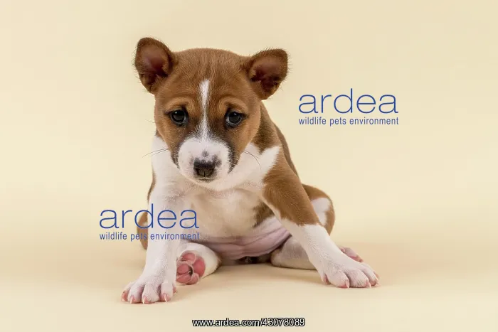  : Basenji or Congo Terrier (Canis lupus familiaris)