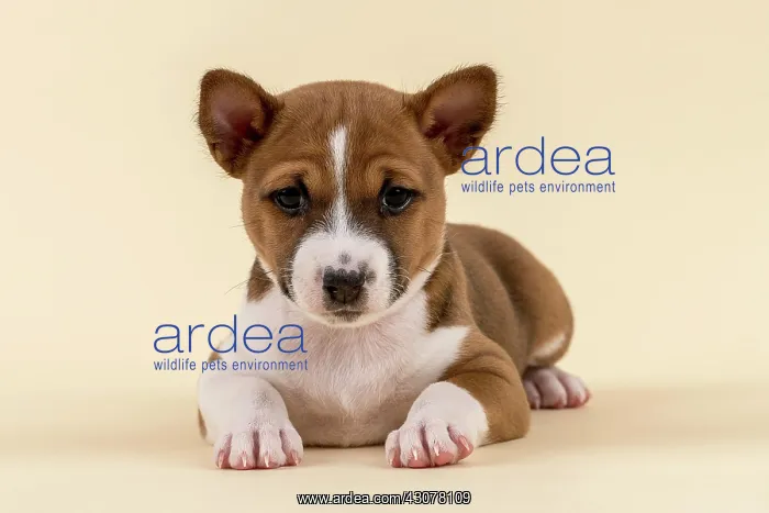 : Basenji or Congo Terrier (Canis lupus familiaris) : Basenji or Congo Terrier (Canis lupus familiaris)