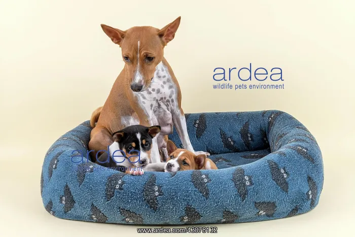 : Basenji or Congo Terrier (Canis lupus familiaris) : Basenji or Congo Terrier (Canis lupus familiaris)