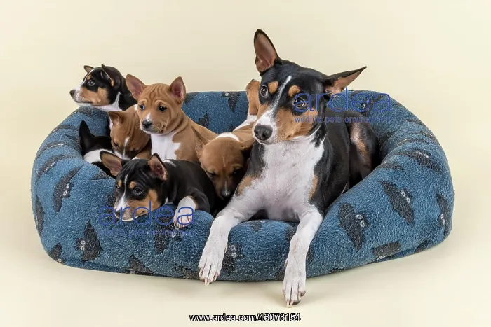 : Basenji or Congo Terrier (Canis lupus familiaris) : Basenji or Congo Terrier (Canis lupus familiaris)