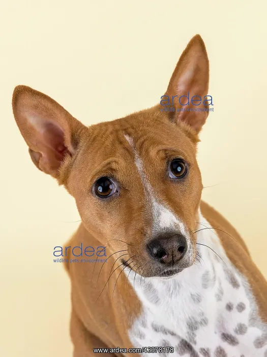 : Basenji or Congo Terrier (Canis lupus familiaris) : Basenji or Congo Terrier (Canis lupus familiaris)