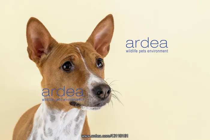 : Basenji or Congo Terrier (Canis lupus familiaris) : Basenji or Congo Terrier (Canis lupus familiaris)