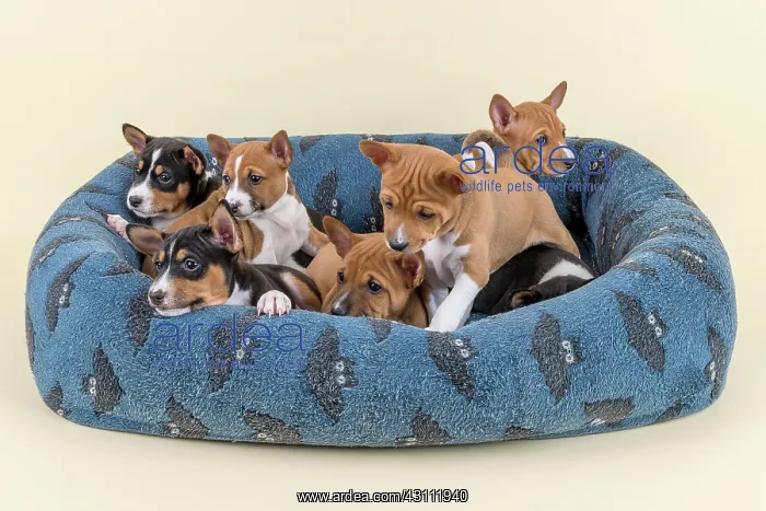 : Basenji or Congo terrier (Canis lupus familiaris) : Basenji or Congo terrier (Canis lupus familiaris)