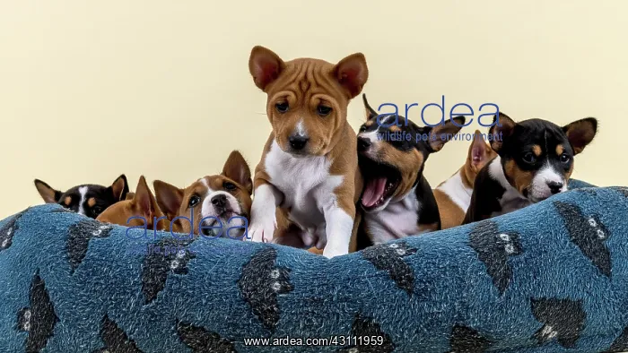 : Basenji or Congo terrier (Canis lupus familiaris) : Basenji or Congo terrier (Canis lupus familiaris)