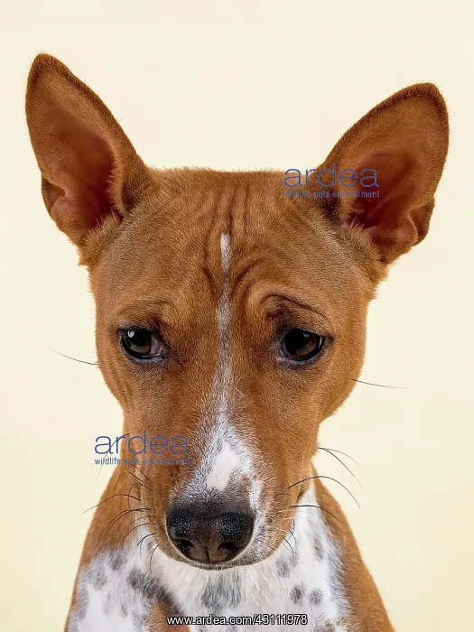 : Basenji or Congo Terrier (Canis lupus familiaris) : Basenji or Congo Terrier (Canis lupus familiaris)