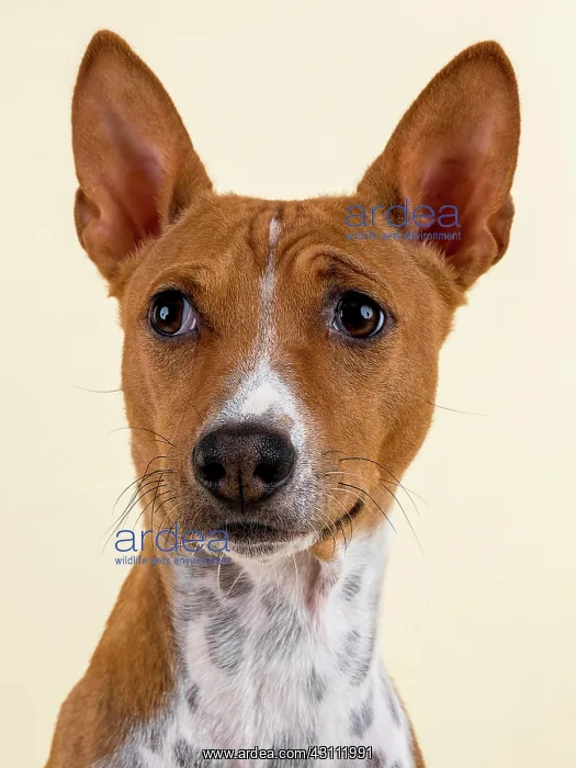 : Basenji or Congo Terrier (Canis lupus familiaris) : Basenji or Congo Terrier (Canis lupus familiaris)