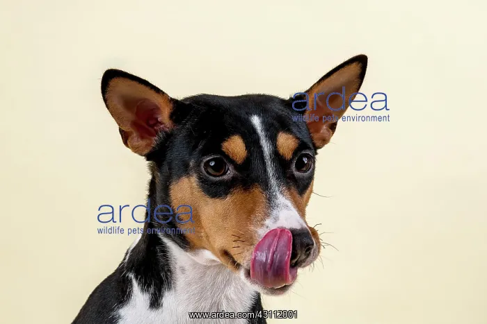 : Basenji or Congo terrier (Canis lupus familiaris) : Basenji or Congo terrier (Canis lupus familiaris)