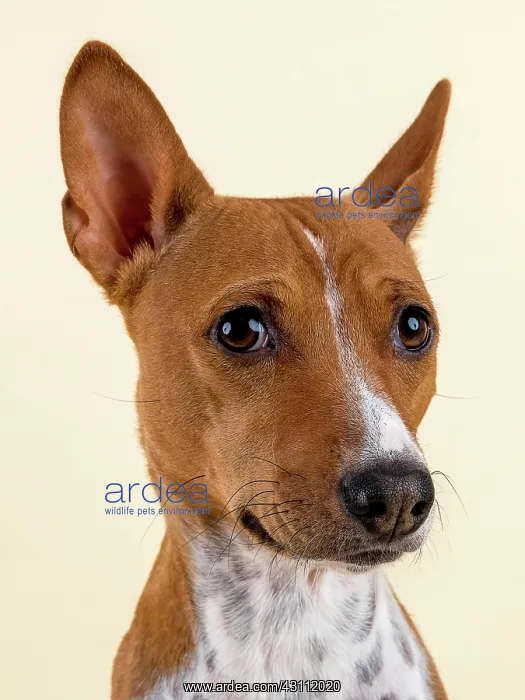: Basenji or Congo Terrier (Canis lupus familiaris) : Basenji or Congo Terrier (Canis lupus familiaris)