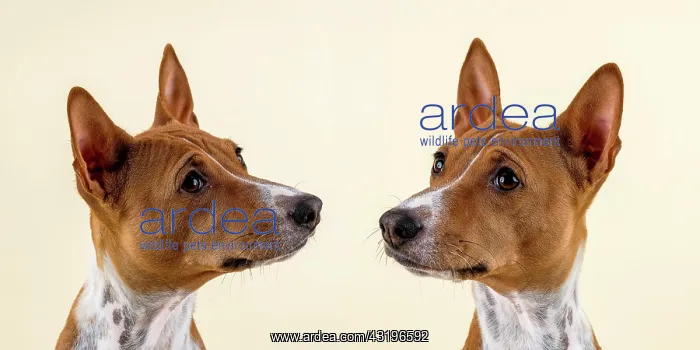 : Basenji or Congo terrier (Canis lupus familiaris) : Basenji or Congo terrier (Canis lupus familiaris)
