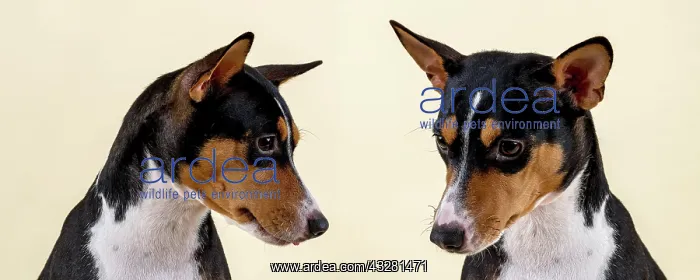 : Basenji or Congo terrier (Canis lupus familiaris) : Basenji or Congo terrier (Canis lupus familiaris)