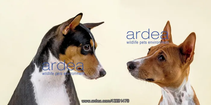  : Basenji or Congo Terrier (Canis lupus familiaris)