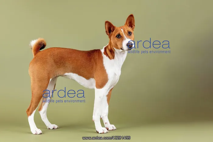 : Basenji or Congo Terrier (Canis lupus familiaris) : Basenji or Congo Terrier (Canis lupus familiaris)
