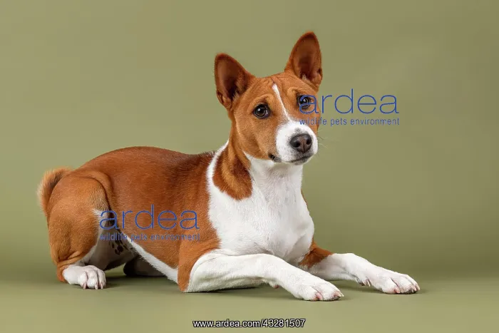 : Basenji or Congo Terrier (Canis lupus familiaris) : Basenji or Congo Terrier (Canis lupus familiaris)