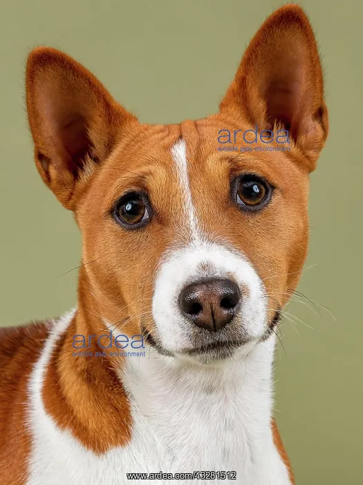 : Basenji or Congo Terrier (Canis lupus familiaris) : Basenji or Congo Terrier (Canis lupus familiaris)