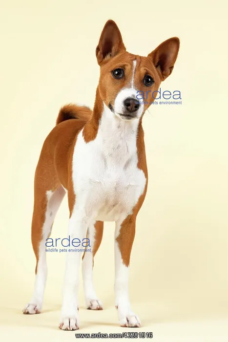 : Basenji or Congo Terrier (Canis lupus familiaris) : Basenji or Congo Terrier (Canis lupus familiaris)