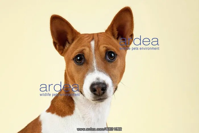 : Basenji or Congo Terrier (Canis lupus familiaris) : Basenji or Congo Terrier (Canis lupus familiaris)