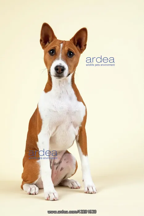  : Basenji or Congo Terrier (Canis lupus familiaris)