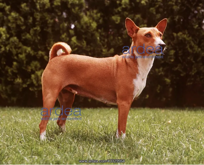  : BASENJI DOG