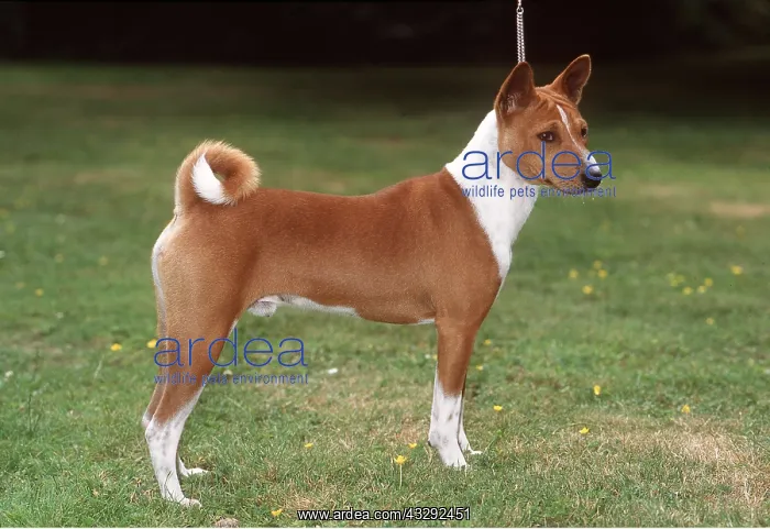 : BASENJI DOG - side view : BASENJI DOG - side view