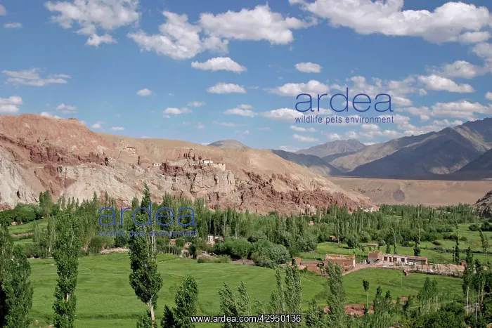  : Basgo, Ladakh, India