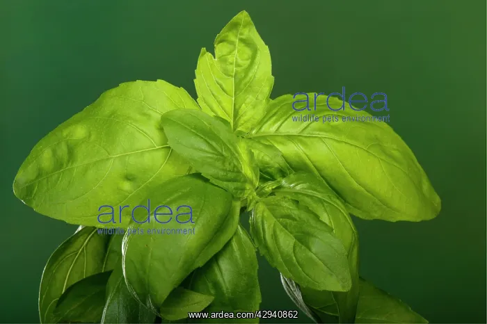  : Basil