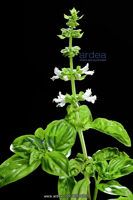  : Basil - in flower