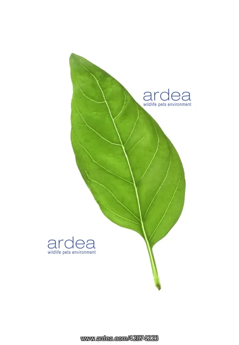  : Basil Leaf