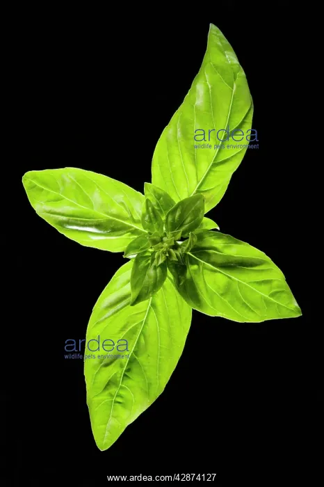  : Basil - leaves