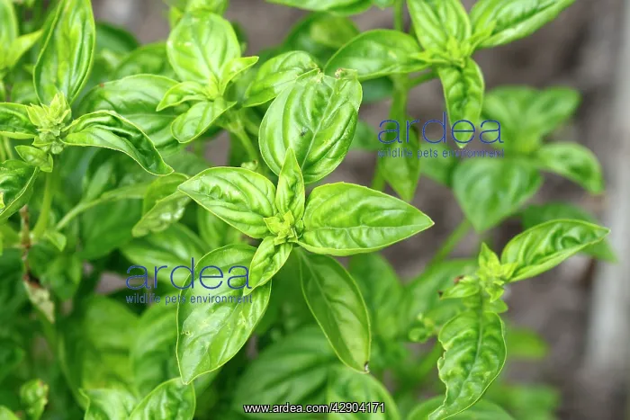  : Basil - leaves
