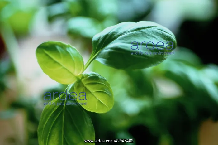 : Basil, Ocimum basilicum : Basil, Ocimum basilicum