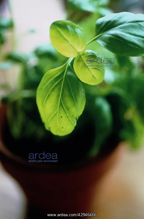 : Basil, Ocimum basilicum : Basil, Ocimum basilicum