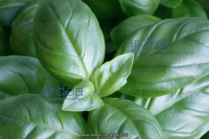  : Basil, Ocimum basilicum