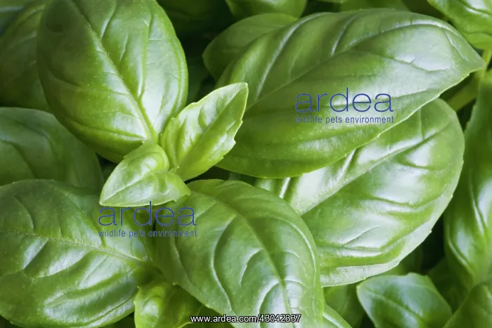  : Basil, Ocimum basilicum