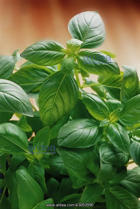 : Basil, Ocimum basilicum : Basil, Ocimum basilicum